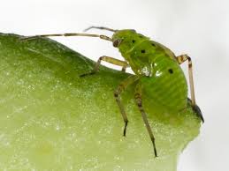 Attēlu rezultāti vaicājumam “Lygus pratensis imago”