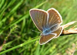 Attēlu rezultāti vaicājumam “Agrodiaetus damon underside”