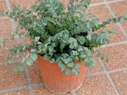 Attēlu rezultāti vaicājumam “Poterium sanguisorba”