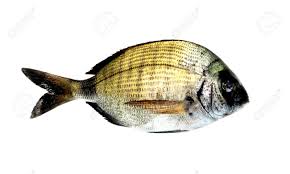 Image result for Diplodus vulgaris