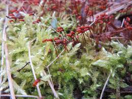 Attēlu rezultāti vaicājumam “Brachythecium rutabulum”