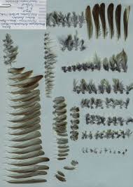 Attēlu rezultāti vaicājumam “Anthus petrosus adult”