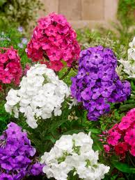 Image result for Phlox (großblumig)