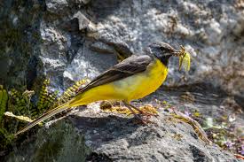 Attēlu rezultāti vaicājumam “Motacilla cinerea”