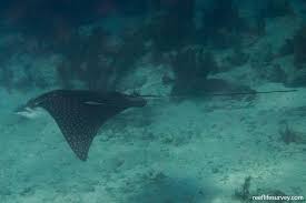 Image result for Aetobatus narinari