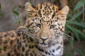 Image result for Essex Leopards