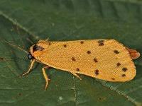 Attēlu rezultāti vaicājumam “Setina irrorella”