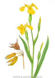 Attēlu rezultāti vaicājumam “Iris pseudacorus flower”