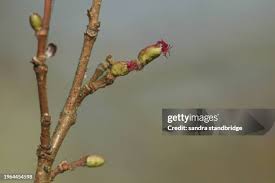 Attēlu rezultāti vaicājumam “Corylus avellana bud”