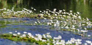 Attēlu rezultāti vaicājumam “Batrachium circinatum flower”
