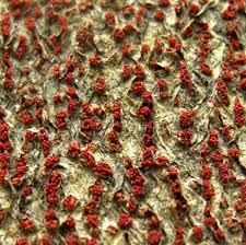 Attēlu rezultāti vaicājumam “Neonectria coccinea”