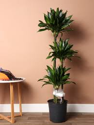 Attēlu rezultāti vaicājumam “Conardia compacta macro”