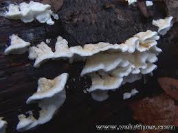 Attēlu rezultāti vaicājumam “Plicatura nivea”