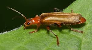 Attēlu rezultāti vaicājumam “Cantharis livida”