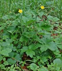 Attēlu rezultāti vaicājumam “Ranunculus lanuginosus”