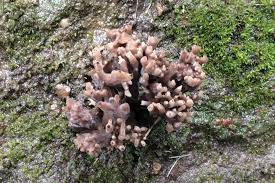 Attēlu rezultāti vaicājumam “Clavulina cinerea”