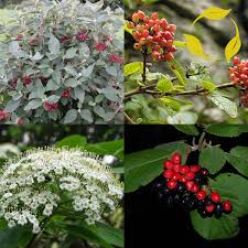Attēlu rezultāti vaicājumam “Viburnum lantana”