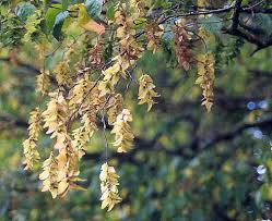 Attēlu rezultāti vaicājumam “Carpinus caroliniana female flower”