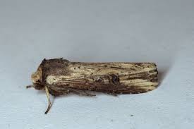 Attēlu rezultāti vaicājumam “Axylia putris”