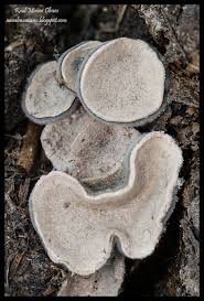 Attēlu rezultāti vaicājumam “Poronia punctata”