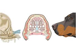 Image result for Co de Crista Chins