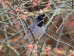 Image result for Sylvia rueppelli