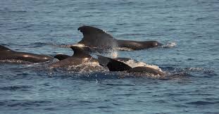 Image result for Globicephala melas