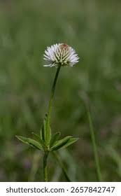 Attēlu rezultāti vaicājumam “Trifolium montanum leaf”