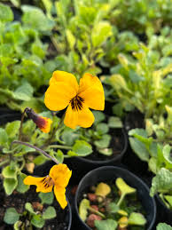 Attēlu rezultāti vaicājumam “Viola uliginosa bud”