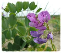 Attēlu rezultāti vaicājumam “Lathyrus japonicus subsp. maritimus flower”