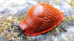 Attēlu rezultāti vaicājumam “Arion rufus”