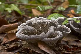 Attēlu rezultāti vaicājumam “Phellodon niger”