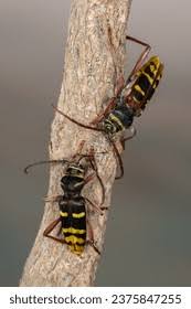 Attēlu rezultāti vaicājumam “Plagionotus detritus imago”