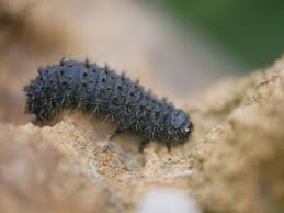 Attēlu rezultāti vaicājumam “Galeruca tanaceti”