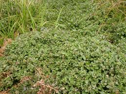 Image result for Rorippa nasturtium-aquaticum