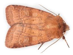 Attēlu rezultāti vaicājumam “Diarsia florida”