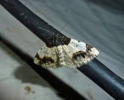 Attēlu rezultāti vaicājumam “Ligdia adustata”