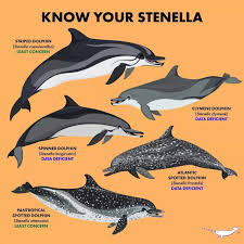 Image result for Stenella coeruleoalba