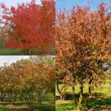 Attēlu rezultāti vaicājumam “Acer tataricum subsp. ginnala”