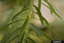 Attēlu rezultāti vaicājumam “Euphorbia virgata leaf”