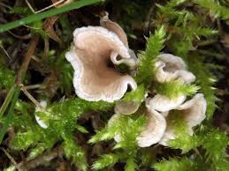 Attēlu rezultāti vaicājumam “Arrhenia retiruga”