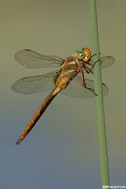 Attēlu rezultāti vaicājumam “Aeshna isoceles”