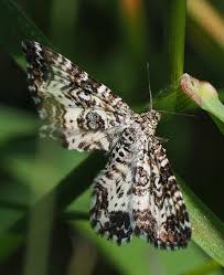 Attēlu rezultāti vaicājumam “Epirrhoe tristata imago”