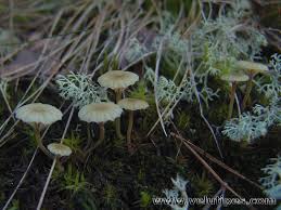 Attēlu rezultāti vaicājumam “Lichenomphalia umbellifera”