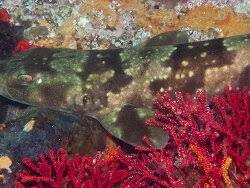 Image result for Poroderma pantherinum