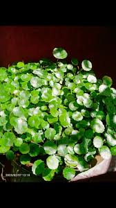 Attēlu rezultāti vaicājumam “Hydrocotyle vulgaris”