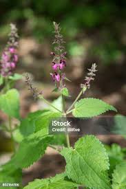 Attēlu rezultāti vaicājumam “Stachys sylvatica leaf”