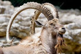 Attēlu rezultāti vaicājumam “Capra juvenile”