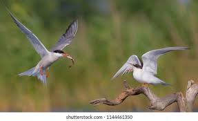 Attēlu rezultāti vaicājumam “Sterna hirundo adult”