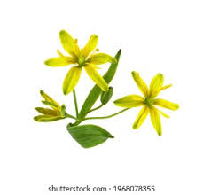 Attēlu rezultāti vaicājumam “Gagea lutea leaf”